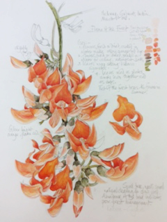 Flame of the Forest, Field sketch, Gujarat, India
Wendy Gibbs